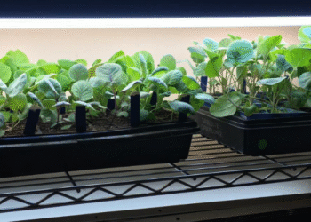 Best LED Settings for Plants