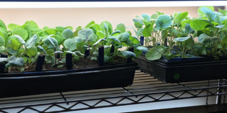 Best LED Settings for Plants